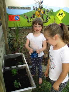 Planting herbs in the old tubs.